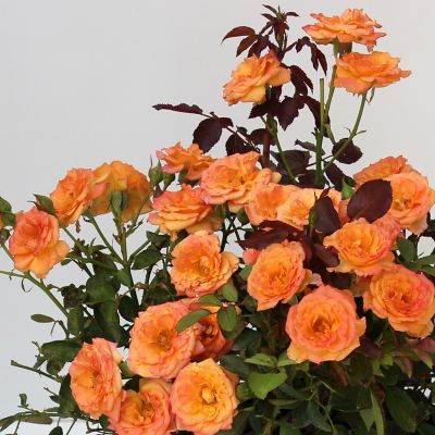 Image showing  4 in. Potted Orange Mini Rose Teddy Bear Bushes, 2 pc.