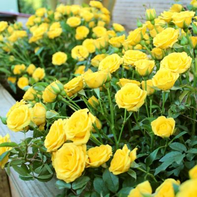Image showing  4 in. Potted Yellow Mini Rose Rise and Shine Bushes, 2 pc.