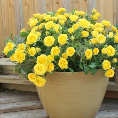 Image showing  4 in. Potted Yellow Mini Rose Rise and Shine Bushes, 2 pc.