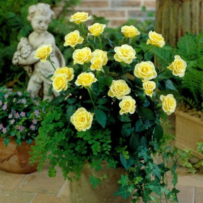 Image showing  4 in. Potted Yellow Mini Rose Rise and Shine Bushes, 2 pc.