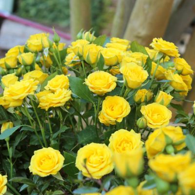 Image showing  4 in. Potted Yellow Mini Rose Rise and Shine Bushes, 2 pc.