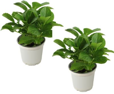 National Plant Network 4 in. Potted Hydrangea Lime Lovebird Plant, 2 pc.