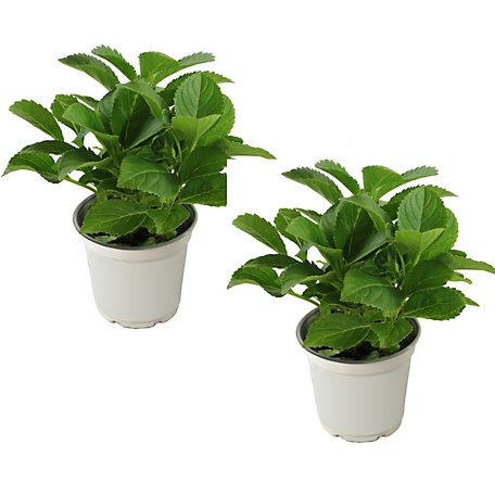 National Plant Network 4 in. Hydrangea Lime Lovebird Plant, 2 pc.