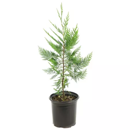 National Plant Network 2.25 gal Leyland Cypress Plant Bushes