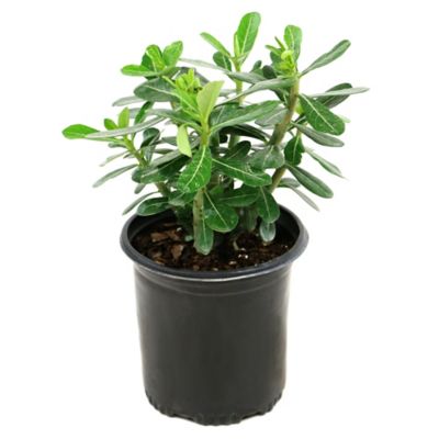 National Plant Network 2.5 qt. Desert Rose Plant I am very happy with these plants