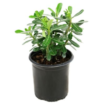 National Plant Network 2.5 qt. Desert Rose Plant