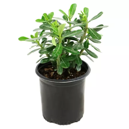 National network of plants 2.5 qt Desert Rose Plant Bushes