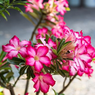 Image showing  2.5 qt. Desert Rose Plant