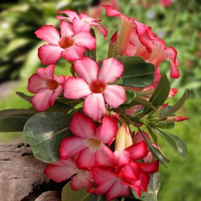 Image showing  2.5 qt. Desert Rose Plant
