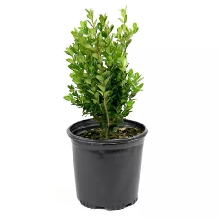 National network of plants 2.5 qt Boxwood wintergreen plant in pot Bushes