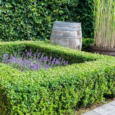 Image showing  2.5 qt. Potted Boxwood Wintergreen Plant