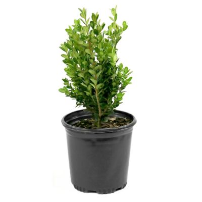 National Plant Network 2.25 gal. Potted Boxwood Wintergreen Plant