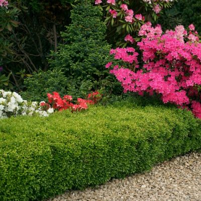 Image showing  2.25 gal. Potted Boxwood Wintergreen Plant