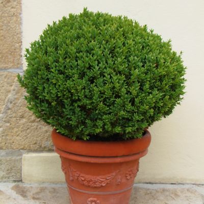 Image showing  2.25 gal. Potted Boxwood Wintergreen Plant