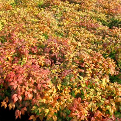 Image showing  2.5 qt. Potted Scarlet Nandina Fire Power Bush
