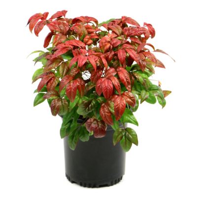 National Plant Network 2.25 gal. Nandina Fire Power Plant