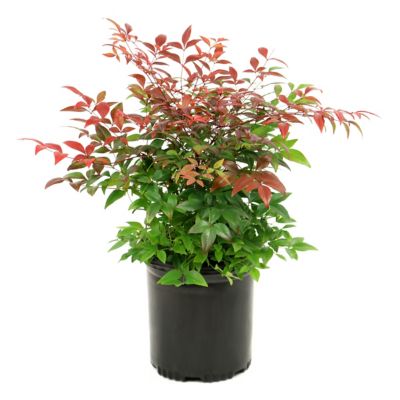 National Plant Network 2.5 qt. Potted Nandina Gulf Stream Plant