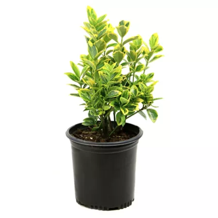 National network of plants 2.5 qt Golden Euonymus plant in pot Bushes