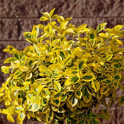 Image showing  2.5 qt. Potted Euonymus Golden Plant