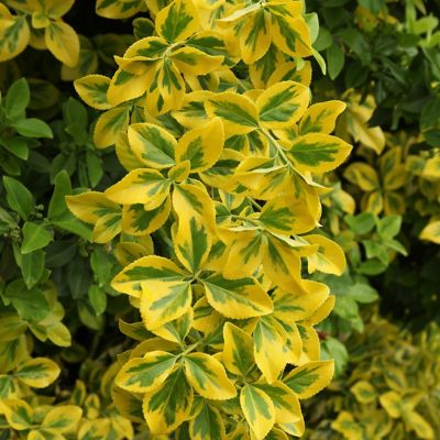 Image showing  2.25 gal. Potted Euonymus Golden Plant
