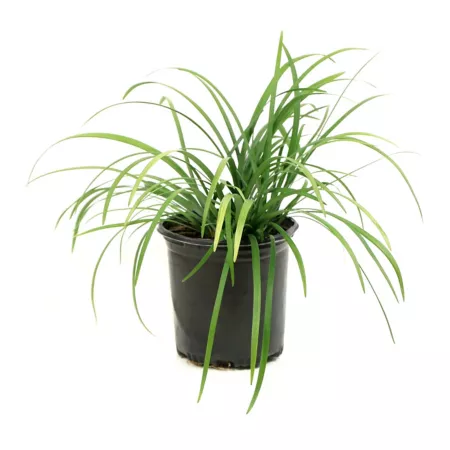 National network of plants 2.5 qt Liriope large blue plant 1 pc. Ground Cover Plants