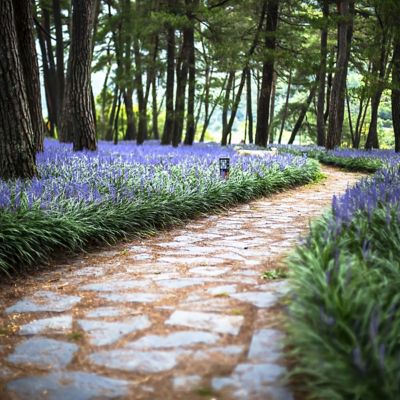 Image showing  2.5 qt. Liriope Big Blue Plant, 1 pc.