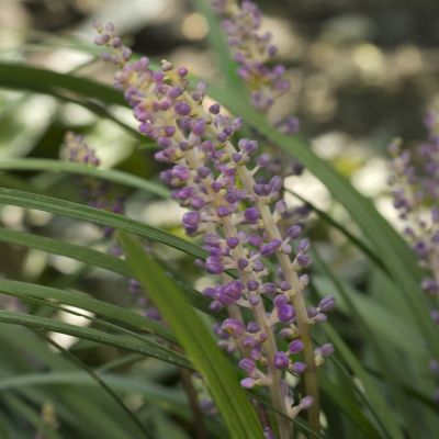 Image showing  2.5 qt. Liriope Big Blue Plant, 1 pc.