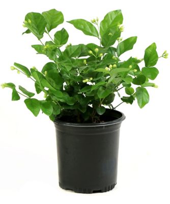 National Plant Network 2.5 qt. Potted Jasmine Sambac Arabian Plant