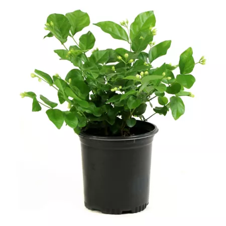 National network of plants 2.5 qt Arabic jasmine Sambac plant in pot Bushes