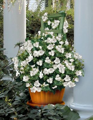Image showing  2.5 qt. Potted Jasmine Sambac Arabian Plant