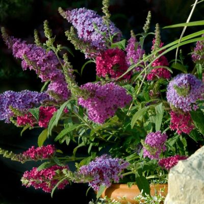 Image showing  2.5 qt. Buddleia 3-in-1 Plant with Purpose