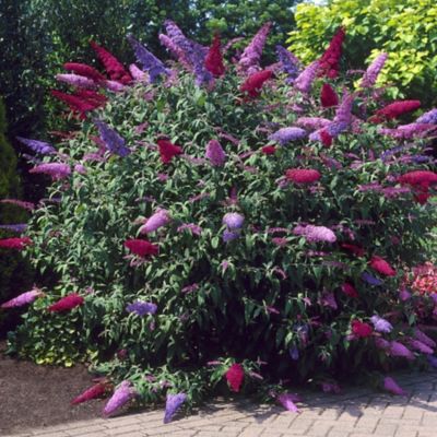 Image showing  2.5 qt. Buddleia 3-in-1 Plant with Purpose
