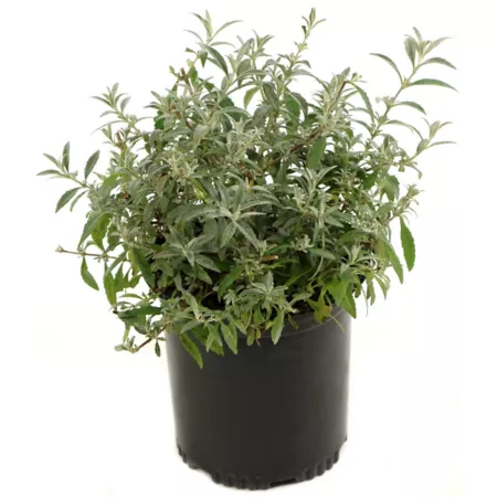 National network of plants 2.5 qt 3-in-1 Royal Red Buddleia Plant in Pot Bushes