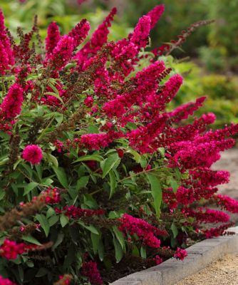 Image showing  2.5 qt. Potted Royal Red Buddleia 3-in-1 Plant