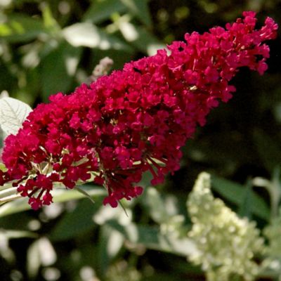Image showing  2.5 qt. Potted Royal Red Buddleia 3-in-1 Plant