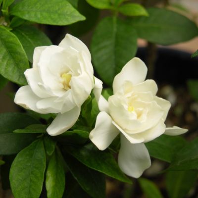 Image showing  2.5 qt. August Beauty Gardenia Plant
