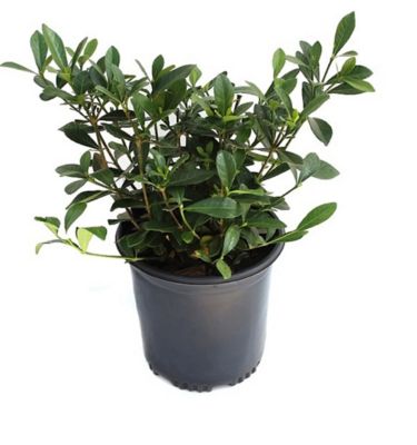 National Plant Network 2.5 qt. Gardenia Frostproof Plant