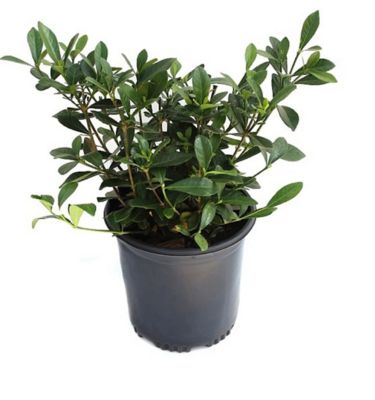 National Plant Network 2.5 qt. Potted Gardenia Frostproof Plant