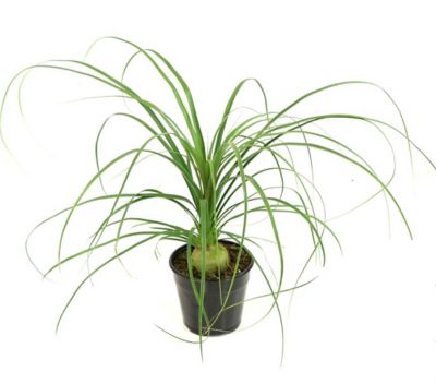 National Plant Network 5.5 in. Ponytail Palm Plant