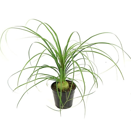 National Plant Network 5.5 in. Ponytail Palm Plant