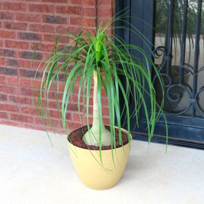Image showing  5.5 in. Ponytail Palm Plant