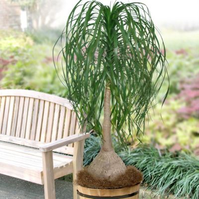Image showing  5.5 in. Ponytail Palm Plant
