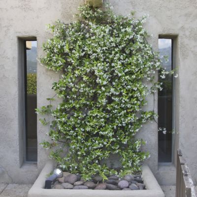 Image showing  2.25 gal. Potted Jasmine Confederate Plant