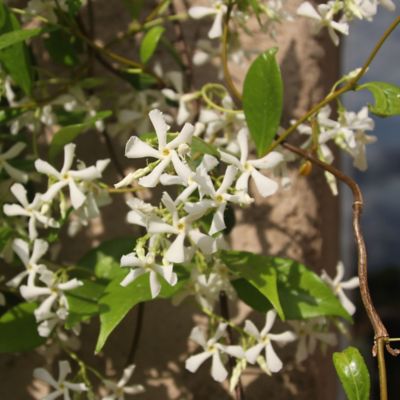 Image showing  2.25 gal. Potted Jasmine Confederate Plant