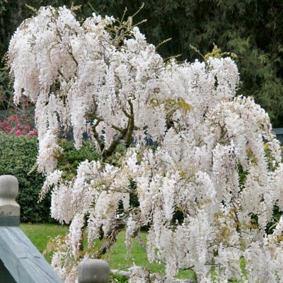 Image showing  2.5 qt. Potted Wisteria White Plant
