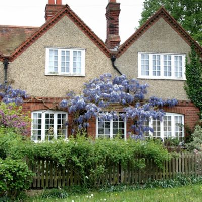 Image showing  2.5 qt. Potted Wisteria Blue Plant