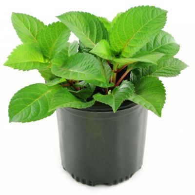 National Plant Network 2.5 qt. Hydrangea Red Beauty Plant