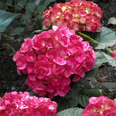 Image showing  2.5 qt. Hydrangea 3-in-1 Plant