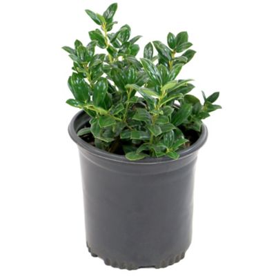 National Plant Network 2.5 qt. Holly Dwarf Burford Plant