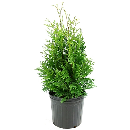 Cottage Farms Direct 2.5 qt. Arborvitae 'Green Giant' Tree, 1 pc., Plant with Purpose